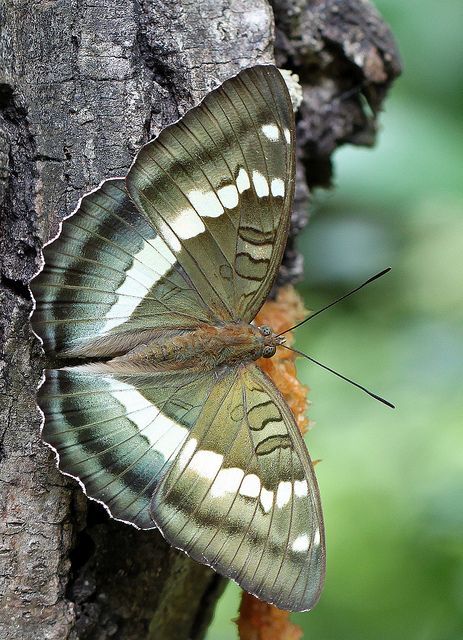  Tibet green butterfly (Vanessa narrow green) by Jeff Lin 
