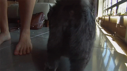 chazzgundam:dendropsyche:digg:Twinkle Tush is a very real product you can buy.what if your cat needs