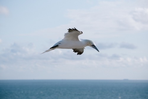 Birds flying high you know how I feel.September, 2019.