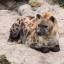 animallover236