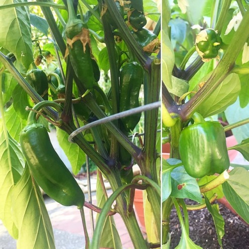 My beautiful Jalapeño plant (left) and bell pepper plant (right) are doing very well and producing l