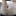 gainerfox21:Chubby fox requires more blubberGood morning ;)