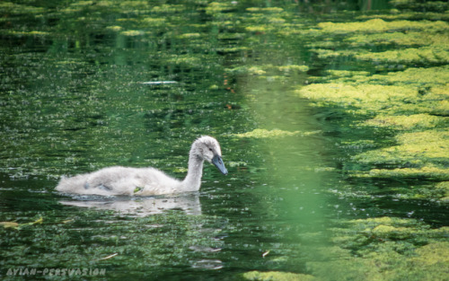 Mute Swan (Cygnus olor) – Hillsborough Lake, Northern IrelandAt this time of year the cygnets are gr
