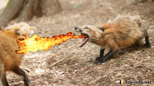 everythingfox:Vulpix uses flamethrower