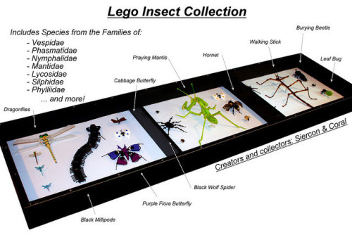 sofiabiologista:LEGO TAXIDERMIED INSECT COLLECTIONThis is a series of impressive “taxidermied&