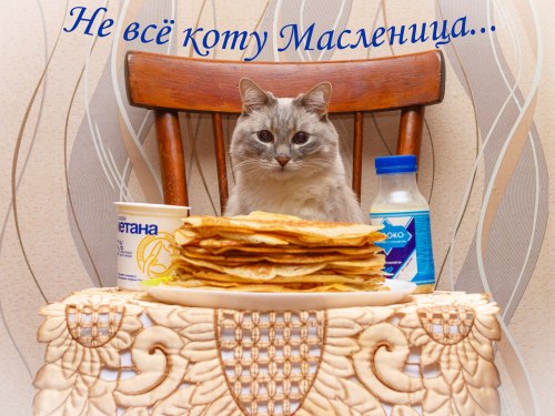 kaible: s-purple: Current mood.  russian food cat is one of the few things I want to exist on t