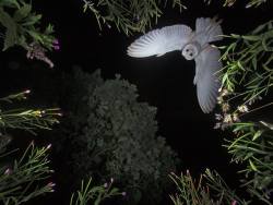 gobe:  “Last night I photographed a Barn Owl hovering above prey at a local farm where I have been baiting them for some time, I did attempt this last winter but failed due to the lens misting, still a work in progress” ~ Roy Rimmer 