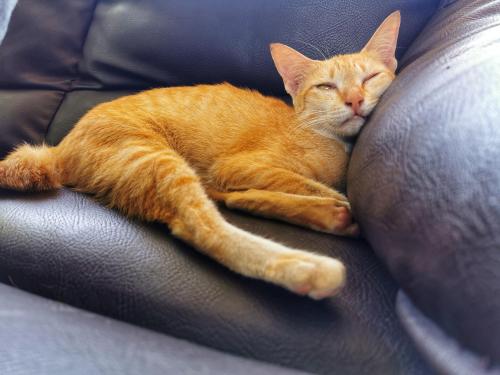 cutecatpics:Orange juice is tired Source: keopidor on catpictures.