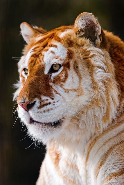 earthlynation:Tiger. Photo by Tambako the Jaguar