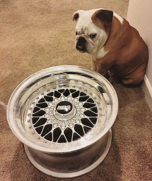 Two of men best friends! #wheelswap Via: @niccuhles  #wheels #rims #new #bbs #bbsrs001 #clean #bbsrs