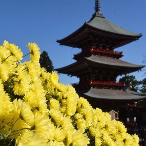 #成田山新勝寺 #三重塔 #菊 #秋色 #花 #寺 #成田 #千葉 #temple #chrysanthemum #flowers #buddhism #autumn #narita #chiba #