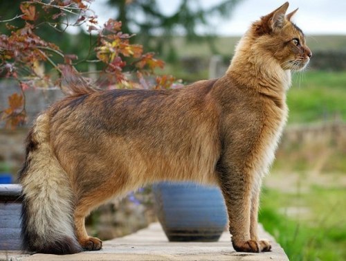 sublimesublemon:markv5:Красавец!!! Сомалийский кот!!…“Handsome!!! Somali cat!!…“