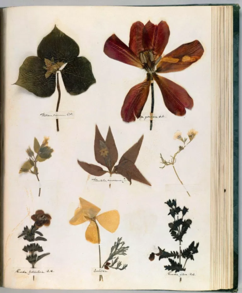 mollysoda:Pages from Emily Dickinson’s herbarium