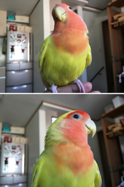 Parrot Post