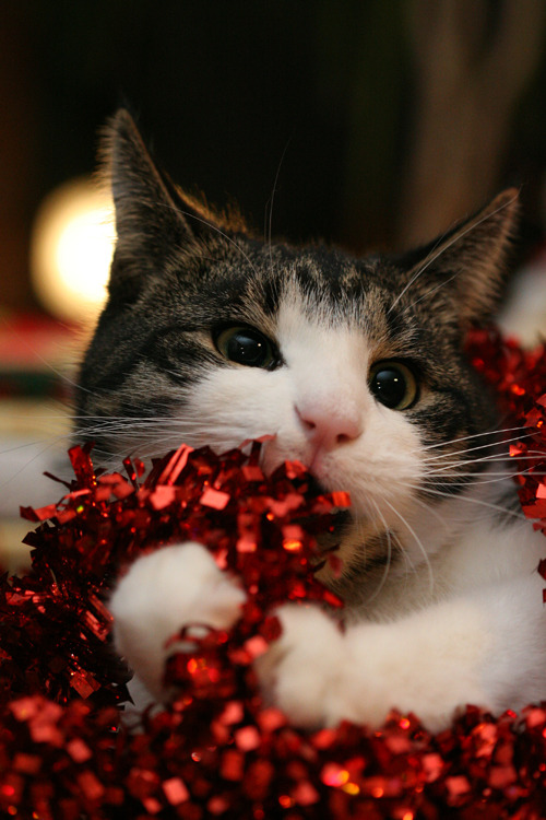 cat-parlour:  Merry Christmas from Shogo and Sasuke ♡ 