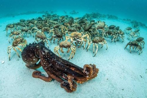 apolonisaphrodisia:Beautiful pics of Octopus Ocean Preservation