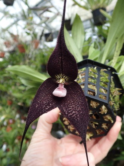 orchid-a-day:  Dracula roezlii Syn.: Masdevallia