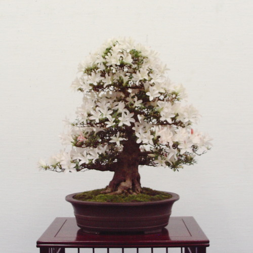 kuro-png:   さつき盆栽花季展 / Satsuki azalea bonsai exhibition  
