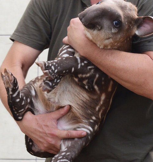 weirt:this is my all time fav tapir pic