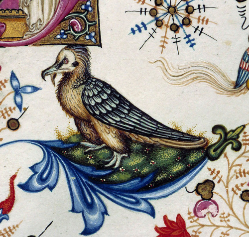 discardingimages: angry bird Breviary of Mary of Savoy, Lombardy ca. 1430 Chambéry, Biblioth&