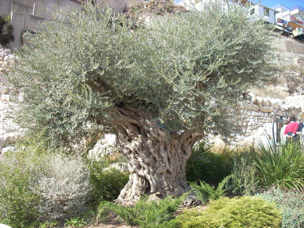 eglantinebr:  sixpenceee:  This ancient olive tree is located on the Greek island