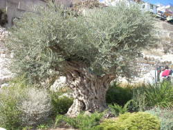 eglantinebr:  sixpenceee:  This ancient olive