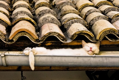 Gutter Kitty - Palaiokastritsa Monastery, Corfu, Greece (via SynNergy )