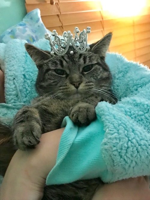 coolcatgroup:Princess Tigerbelle’s tiara came today!!! She is officially a princess!!! I&rsquo