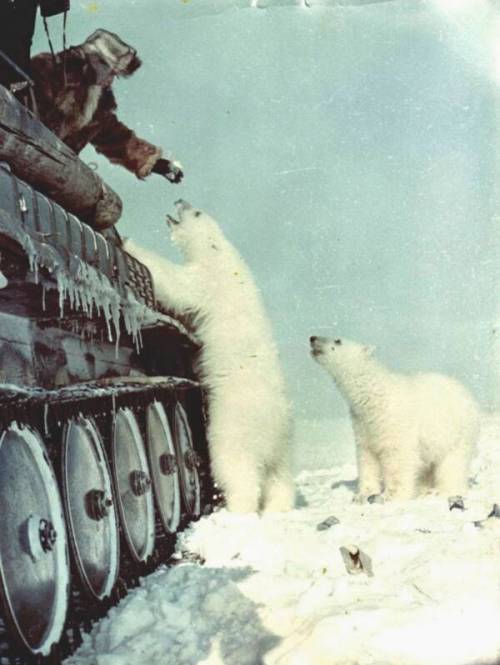 Russian soldiers feeding polar bears…https://painted-face.com/