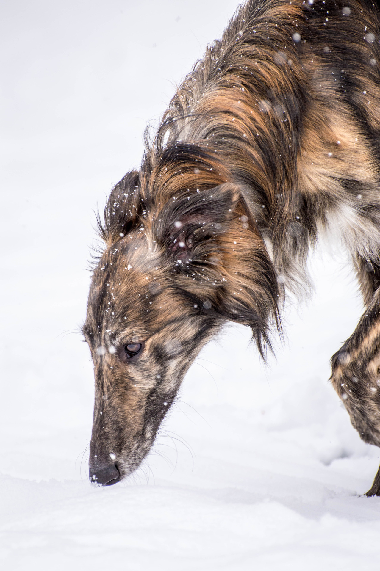 DORGS.