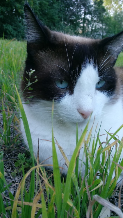 tetchvirus: Panda, the cat prince of the backyard