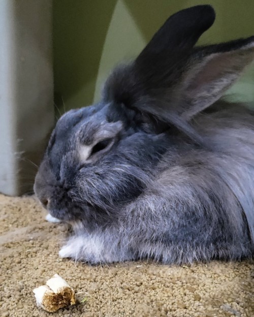 He Was Pissed Off All Morning Until I Realized His Face Was Shedding And He Was Prob Itchy So After Some
