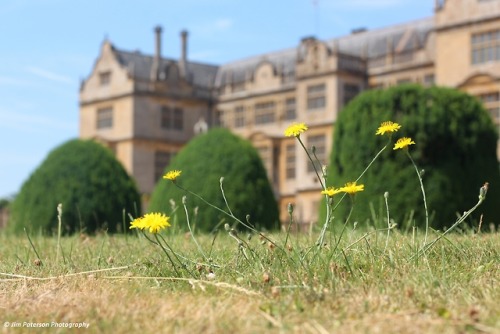 Dandelions - Somerset, Summer 2018.Instagram© Jim Paterson - All rights reserved.