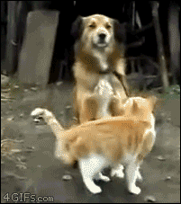 Cat nuzzles dog