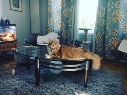 Terrible Cat With Fells Watching Him From The Background