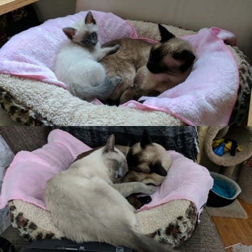 cookingandfitness: when my cat turned 1 i put together a bunch of pics comparing her now vs 8 weeks 