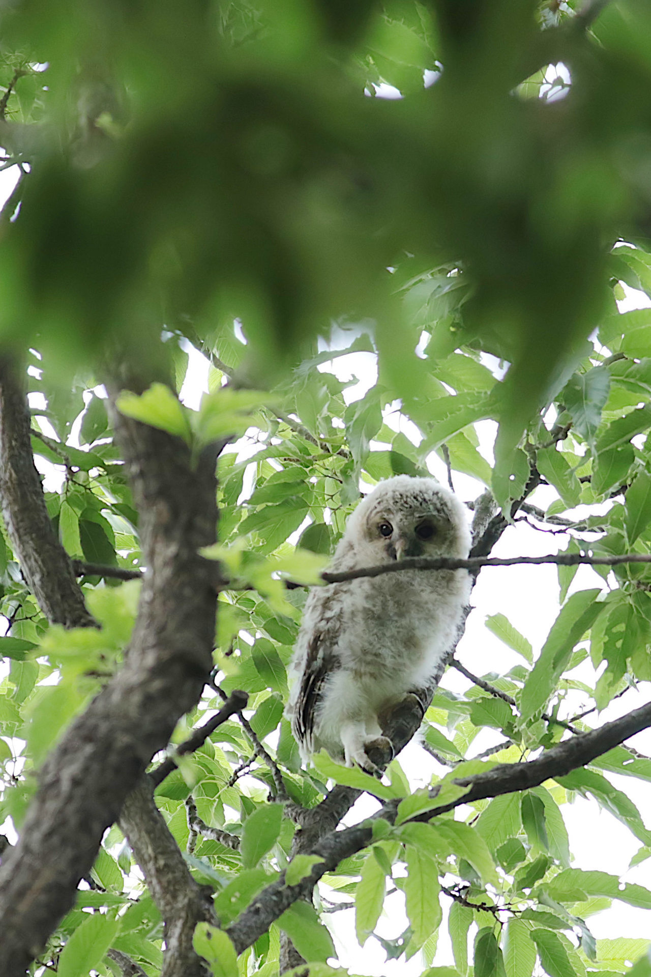 Sugiichi Bird Cage Strix Uralensis フクロウ Ural Owl