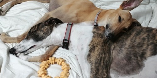 Greyhound snuggle snoots Candy Corn and Chocky are inseparable. (This is just a few pictures of them