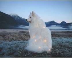 ftcreature:fairy lights and floof ✨