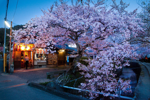 dreams-of-japan:Philosopher’s Walk sakura : Kyoto, Japan / Japón by Miguel Michán