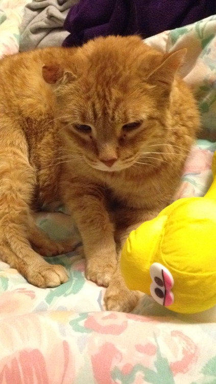 This is Ginger, and a stuffed animal I am never getting rid of.  Also, my mom got me sick! It’s only been a month since the last time I was sick, and by the way I don’t recall passing it to anyone, MOM.