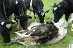 veganzombiegirl:  DO COWS GRIEVE? &ldquo;Grieving…we kind of attribute that to us, to humans. We think we are unique because we…are emotional. Cows are emotional, too. They grieve. I have watched them grieve for their calves. I have watched them grieve