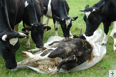 Porn photo veganzombiegirl:  DO COWS GRIEVE? “Grieving…we