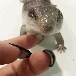 Reptile Stimboard (@sqaceyy)