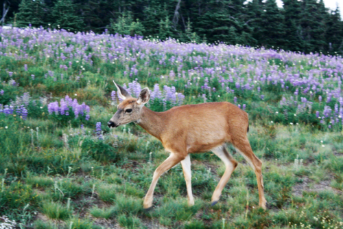 kodiiakk: expressions-of-nature:by Michelle Nicolefor the wild heart