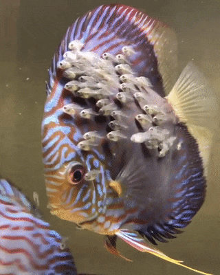 seatrench:Discus and Fry(source)