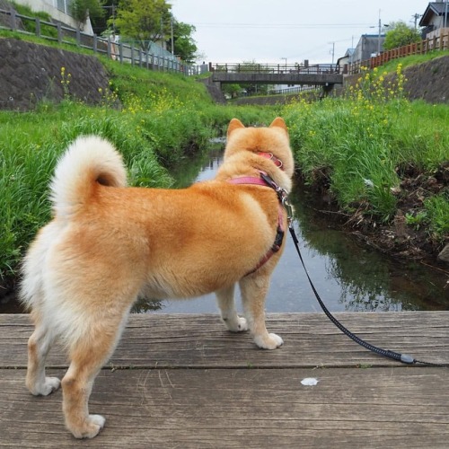 shibainu-komugi: 橋の上から川を眺めてます #dog #doge #shiba #shibe #shibainu #komugi #柴犬 #赤柴 #柴犬の小麦さん