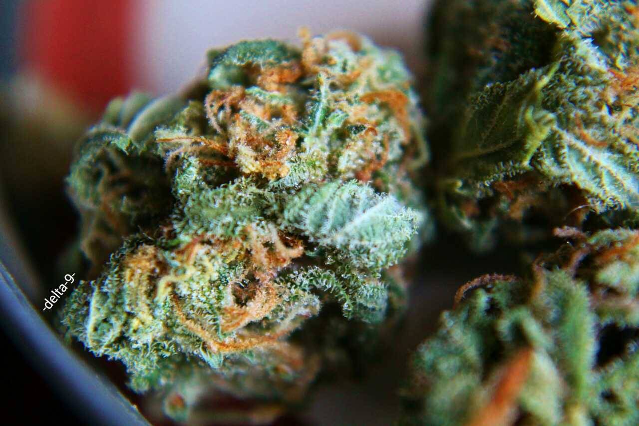 -delta-9-:  Macro shots of my current medication.