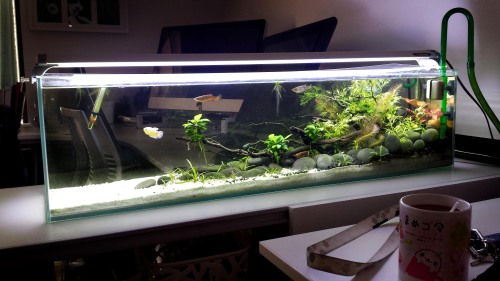 artintheart:feesh tank is lookin good! the lillys are finally getting bigger! I cant wait for the pl
