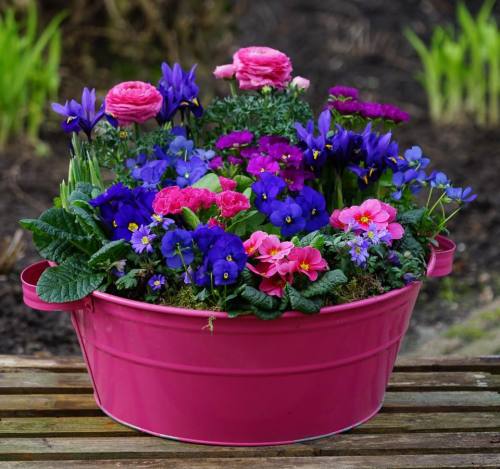 Beautiful Dutch spring arrangement using an old metal wash tub as a planter, with an assortment of v